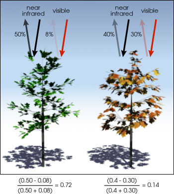 Normalized Difference Vegetation Index (NDVI) in Remote Sensing